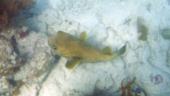 Porcupinefish Mature (36